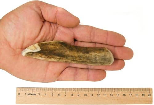 RF-Deer Damhirschgeweih, Natürlicher Geweih-Kausnack für Hunde Größe S - 1 Stück - Gesunder Kauspielzeug, Kauknochen Kauartikel für Genuss und Zahnpflege Hund, Natürlich Hundespielzeug