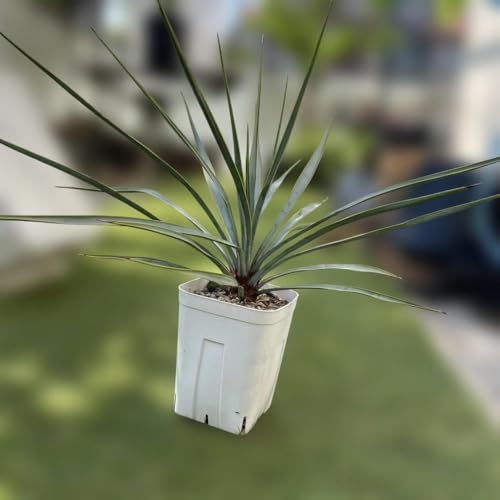 観葉植物 ユッカリギダ」の人気商品一覧 | 安い商品を通販サイトから