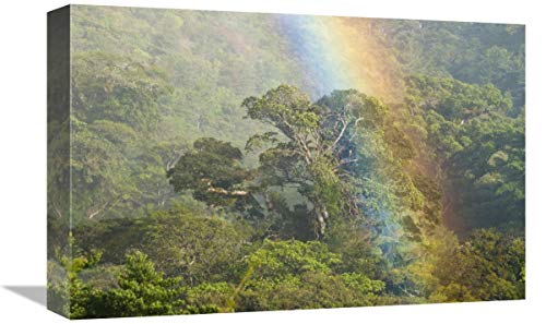 Steve Gettle Rainbow Over Rainforest Canopy Art Print 12x18
