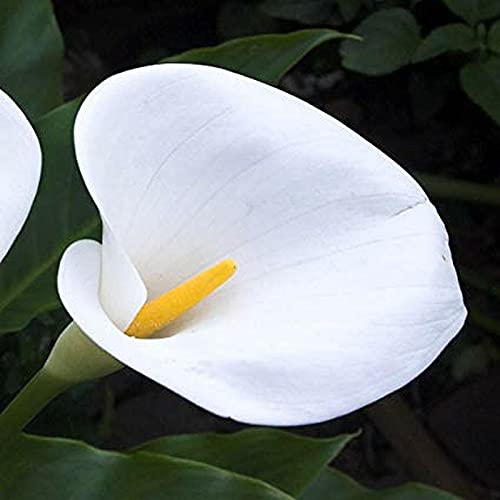 Fiori comunemente usati nei matrimoni,Apprezzato dai consumatori,Fiori ornamentali,Adattabile,La composizione floreale più importante,Lampadine di giglio di Calla Erba perenne-5 Bulbi