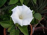 semi di FIORI 10-Semi-DATURA BIANCA \