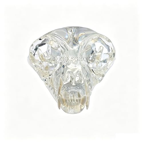 Image of Clear Feline Skull Cat Dental Model Oral Teeth Model Pet Clinic Anatomical for Canine Veterinary Office Education Decoration Demonstrate (Cat Skull Model)