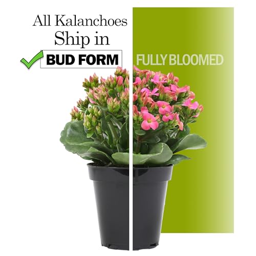 Kalanchoe Live Succulents Plants Live Flowers (3 Pack), Kalanchoe Plant Live Succulent Plants, Kalanchoe Plants Live Indoor Plants Live Houseplants, Fresh Flowers for Delivery Prime by Plants for Pets - Image 6