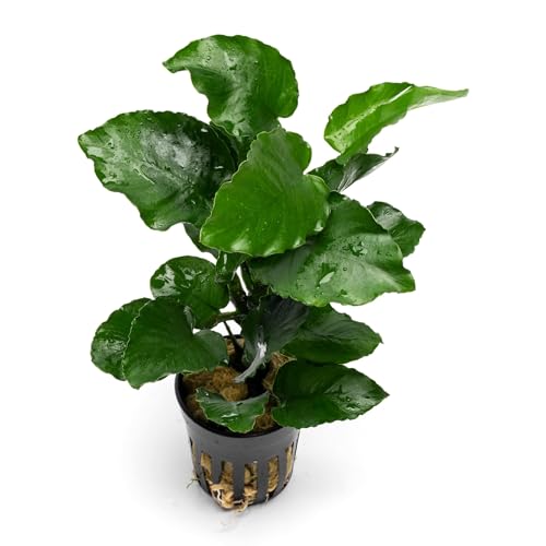 SubstrateSource Live Jungle Plants - Anubias Emerald Bloom (Anubias barteri) - Compact Epiphytic Rhizome Plant for Midground Freshwater Aquascapes, Emerald Green Accent - Pot