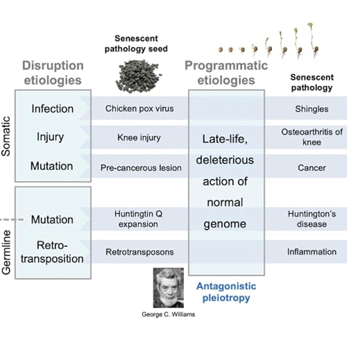 How Aging Leads to Disease: New Two-Stage Model Explains Age-Related Illness