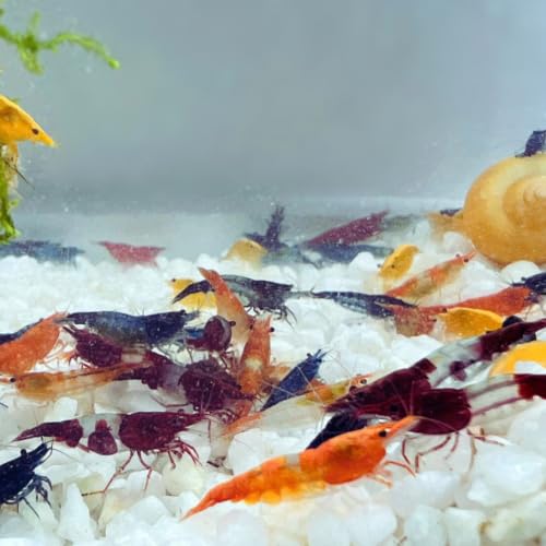 Image of Swimming Creatures Freshwater Aquarium Shrimp - A Perfect Combo to Brighten Your Aquarium! (20 Mixed)