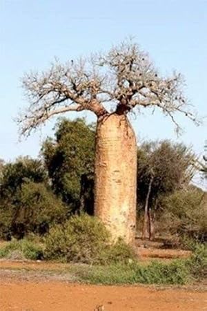 BAOBAB (Adansonia fony) 5 semillas