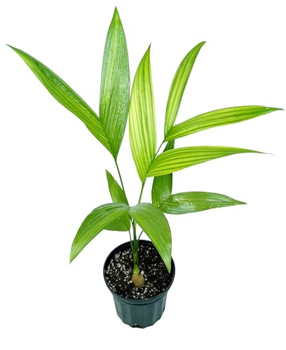 Betel Nut Palm (Areca Catechu) – Live Tropical Palm – Fast-Growing Ornamental Palm Tree for Gardens, Patios, and Warm Climate Landscapes (1 Palm, Three Gallon)