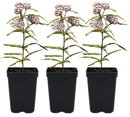 Narrowleaf Milkweed 3 Live Plants (Asclepias fascicularis) California Native Wildflower for Outdoor Gardens Monarch Butterfly Host Plant Drought Tolerant Pollinator Friendly Landscaping