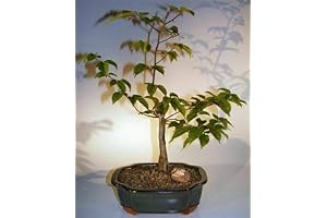 12yo Japanese Hornbeam Bonsai Tree