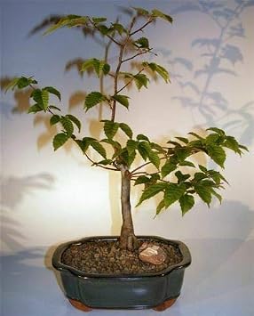 Loose Hornbeam Bonsai Flowering Japanese Tree Small Hardwood 12 yo 15" Tall