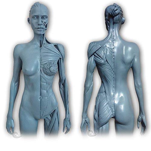 Amazon.co.jp: 11 Inch Resin Female Human Body Muscular Anatomical