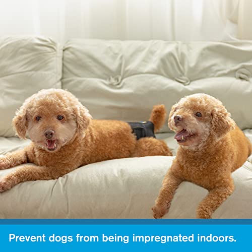 Image of Reusable Female Dog Pants to Prevent Cross-Tailing, Washable Underwear for Dogs in Heat (L, Black)