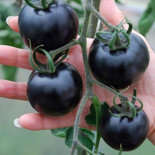 Golden Hills Farm Tomato Seeds American blue Ukraine Heirloom Vegetable 100 seeds (B07N7NKBLM) Amazon Price History, Amazon Price Tracker
