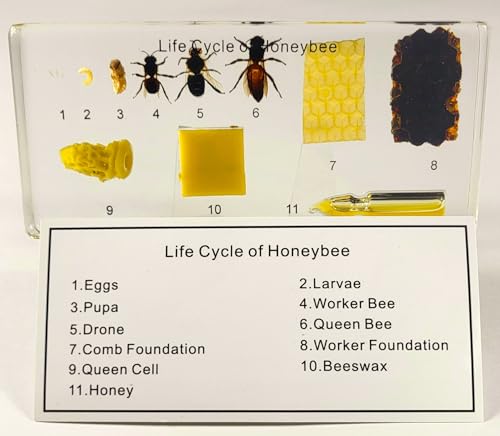 Image of Lifecycle of a Honeybee in 5.5 inch Crystal Clear Lucite Resin Paperweight Preserved Taxidermy Crafts Collection Biology Science Education Display Supplies Specimen