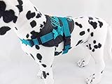 Hundegeschirr S M L XL XXL mit Wunsch Namen bestickt Kunstleder schwarz türkis kleine Hunde
