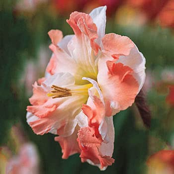 Floriculture Greens Winter Flower Bulbs Daffodil Aromatic Hybrid Flower Bulbs For Home Gardening (Pink Butterfly, Pack Of 20 Bulbs)