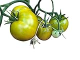 Buschtomate -Lime Green Salad- 5 Samen