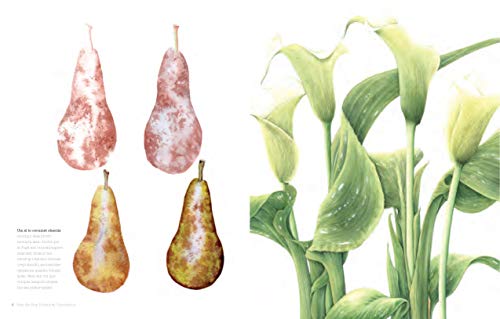 Botanical Illustration for Beginners: A Step-By-Step Guide