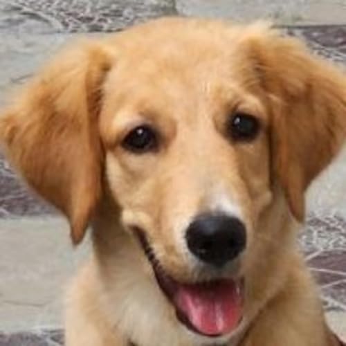 Wonder Pets - Chapter 21 - Wonder Town Podcast Por  arte de portada