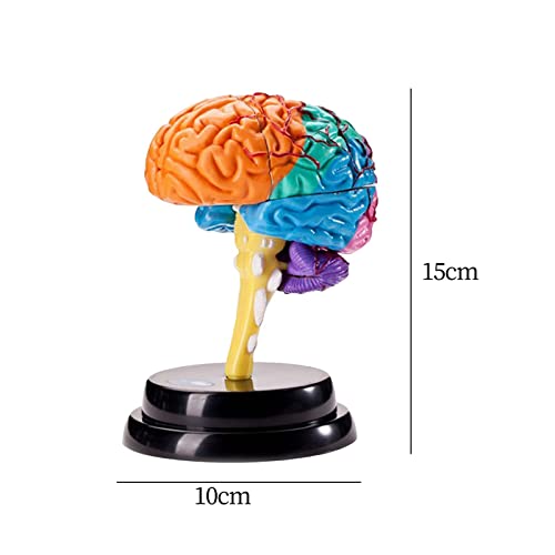 harayaa Modelo De Cérebro -Cabeça De Órgão Ferramenta De Modelo Anatômico Educacional, Anatomia De M
