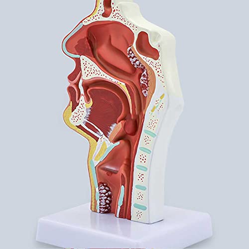 Modèle d'enseignement du larynx à texture claire pour analyser les pathologies - 8