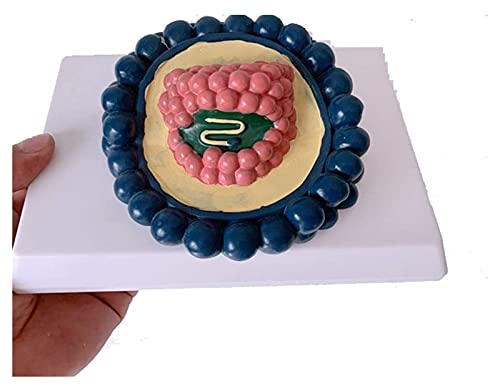 ヒトコロナウイルスモデル - ウイルス増幅 - ウイルス構築ウイルス解剖学 - 科学研究および教育モデル ヒトコロナウイルスモデル - ウイルス増幅 - ウイルス構築ウイルス解剖学 - 科学研究および教育モデル