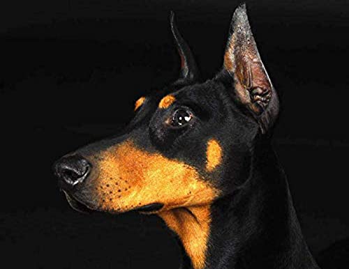 Peinture au diamant 5D Dobermann | Kit broderie strass complet 30x40 cm