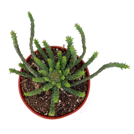Amazon.com : Medusa Head Euphorbia Succulents Euphorbia Flanaganii, 4" Pot  : Patio, Lawn & Garden