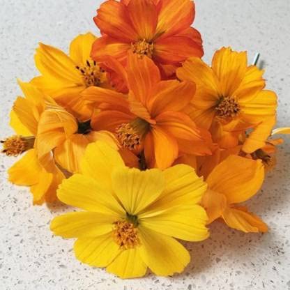 Green World COSMOS BRIGHT LIGHT MIXED FLOWER SEEDS FOR KITCHEN GARDENING (20 seeds) (B09KS31PNZ) Amazon Price History, Amazon Price Tracker