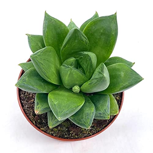 Haworthia Cymbiformis, Cathedral Widow, Rare Haworthia, 3 Inch Pot, Well Rooted #TOP15