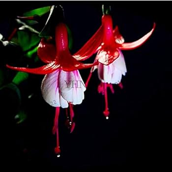 Amazon.co.jp: 発芽SEEDS：1000種：1000個のフクシア種子ランタン花