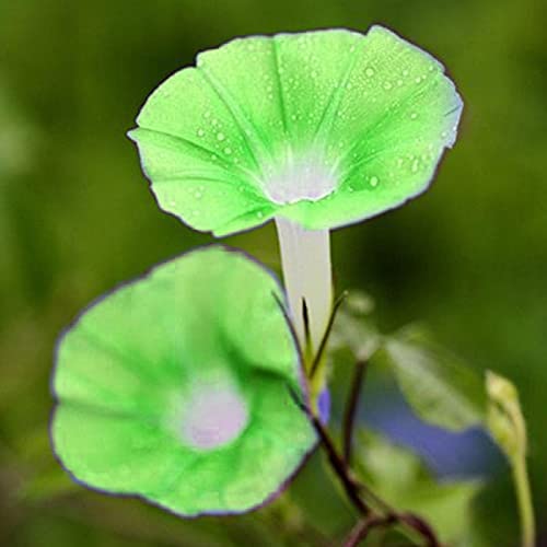 AchidistviQ 100 Pièces Graines De Pétunia, Panier Suspendu Vivace Graines De Fleurs De Pétunia Belles Fleurs De Jardin Graines De Fleurs Fraîches Vert