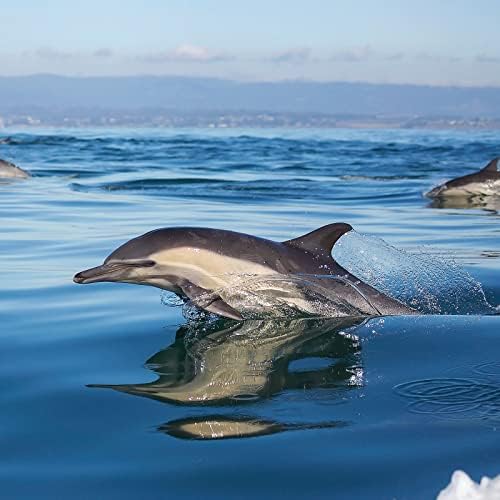 Wall Calendar 2023 - Dolphins, 30 x 30 CM Monthly View, 16-Month, Animals Theme, Includes 180 Reminder Stickers