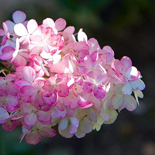 Haloppe 50 stks Aardbei Hortensia Bloemen Planten Zaden voor Thuis Tuin Planten, Hortensia Zaad Bloem Zaad Hortensia Zaden - Afbeelding 6