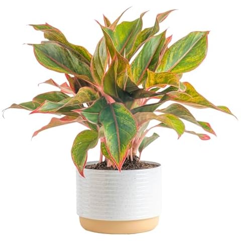 Costa Farms Chinese Evergreen, Red, Easy to Grow Live Indoor Plant Aglaonema, Houseplant Potted in Indoors Garden Plant Pot, Potting Soil Mix, Gift for New Home, Office, or Home Décor, 1-2 Feet Tall Cover