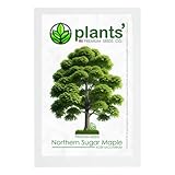 Northern Sugar Maple Tree | Premium Seeds | Acer Saccharum 'Summer' | Plants'® (Premium Seeds, 10)