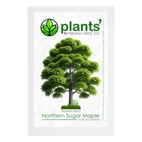 Northern Sugar Maple Tree | Premium Seeds | Acer Saccharum 'Summer' | Plants'® (Premium Seeds, 10)