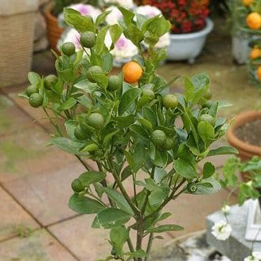 Amazon.co.jp: 四季橘 カラマンシー 2年生15cmポット接木苗 四季柑