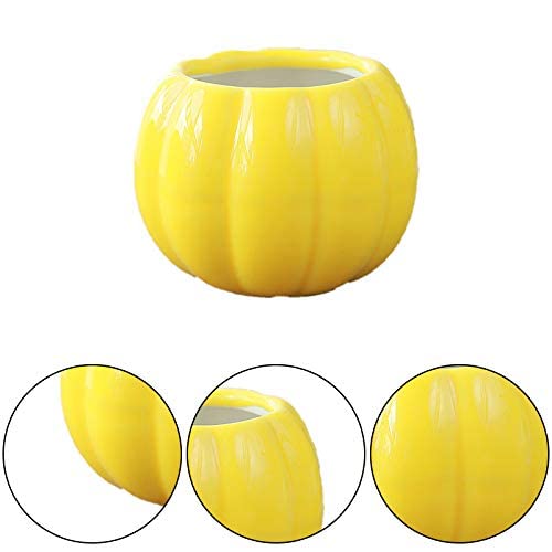 Pots de plantes succulentes citrouille pour déco de table moderne