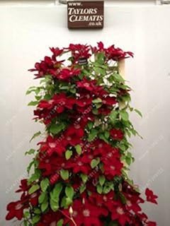Genuine Clematis Light Bulbs (Not Clematis Seeds), Bulbs Bonsai Flower Climbing Plant Perennial Flowers Clematis 15 Bulbous Root, 1 Piece: Only Seeds