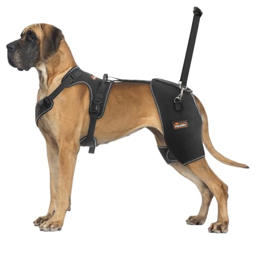 Dog Hip Brace The 15 best products compared Wild Explained