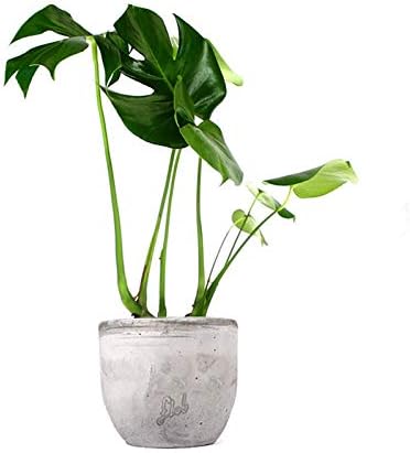 Monstera Deliciosa — pianta vera da interno in vaso da 17 cm, altezza 60-70 cm