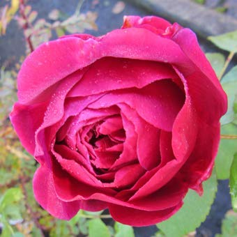 Shriram Live Red Desi Rose Plant For Outdoor Gardening with 4 Inch Pot (B09MHS64GX) Amazon Price History, Amazon Price Tracker