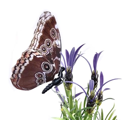Flexinol Moving Butterfly (Blue Morpho)