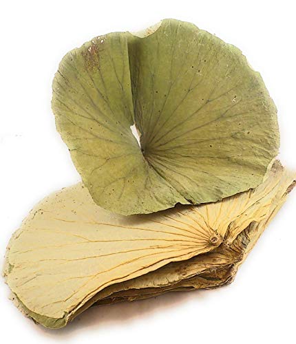 Dried Lotus Leaf ?? 8oz x 2