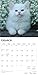 I Love Kittens | 2026 12 x 24 Inch (Hanging) Monthly Square Wall Calendar | Plastic-Free | BrownTrout | Animals Cats Feline