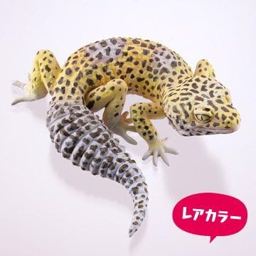 Amazon カプセルqミュージアム ヤモリ大全 レオパードゲッコー 4 レアカラー ヒョウモントカゲモドキ ワイルド 単品 カプセル玩具 おもちゃ