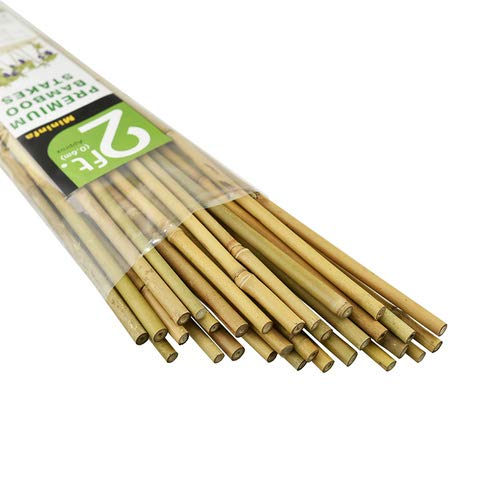 Mininfa Bamboo Sticks, 60 cm, Natural, Pack of 30