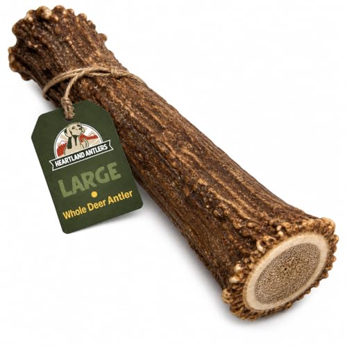 Heartland Antlers Whole Deer Antler for Dogs, Large 6-8 Inch Long Lasting Dog Chew for Aggressive Chewers, Naturally Shed Grade A, USA Sourced, Odor Free, 45-65 lb Breeds, 1-Pack